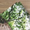 Grow With Us Tree - Bifold Tract