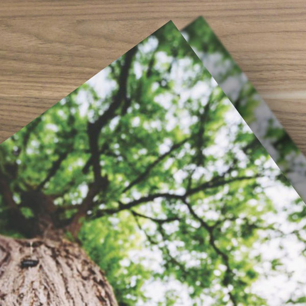 Grow With Us Tree - Bifold Tract